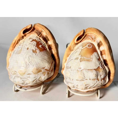 363 - A pair of cameo conch shells, carved to depict classic figures and scenes; victory riding a chariot ... 