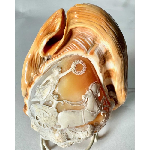 363 - A pair of cameo conch shells, carved to depict classic figures and scenes; victory riding a chariot ... 