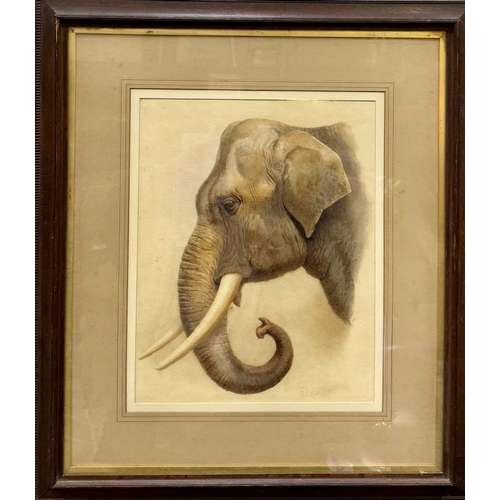 531 - Helena J Maguire (British, 1860-1909), 'Elephant', watercolour on paper, original frame with back la... 