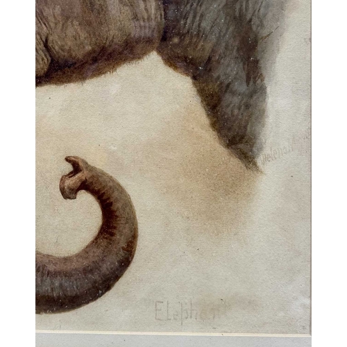 531 - Helena J Maguire (British, 1860-1909), 'Elephant', watercolour on paper, original frame with back la... 