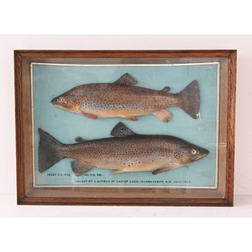 592 - Two Edwardian plaster cast trophies of Brown Trout, '3lb.13oz and 5lb.30oz', labelled 'Caught by C.W... 