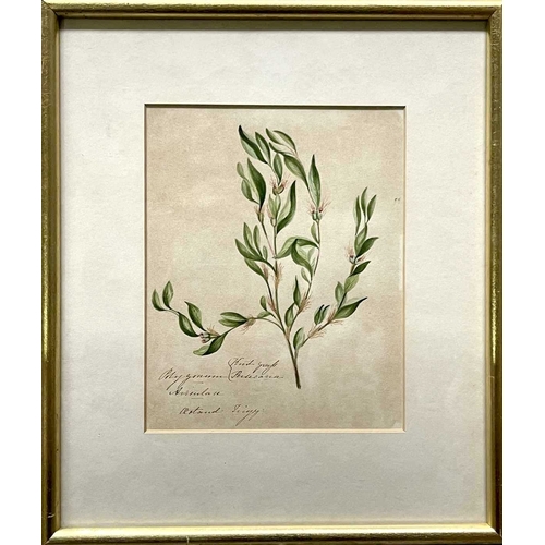 599 - A mid-19th century botanical watercolour study of 'Polygonum aviculare', common knotgrass, watercolo... 