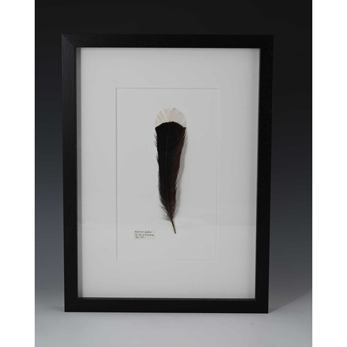 229 - A framed Huia tail feather (Heteralocha acutirostris), New Zealand (Aotearoa), circa 1900, from a di... 