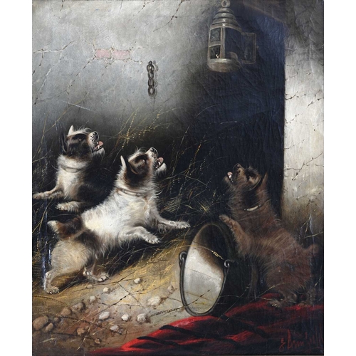 337 - George Armfield (British, 1808-1893), Terriers Ratting, signed l.r., oil on canvas, 75 by 62cm, fram... 