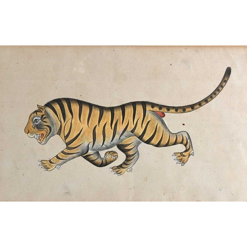 378 - Mughal School, a prowling tiger; pair of elephants, two illustrations, gouache, largest 18 by 29cm, ... 