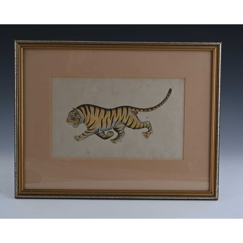 378 - Mughal School, a prowling tiger; pair of elephants, two illustrations, gouache, largest 18 by 29cm, ... 