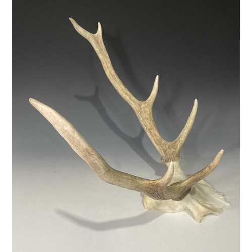 Lot 193       