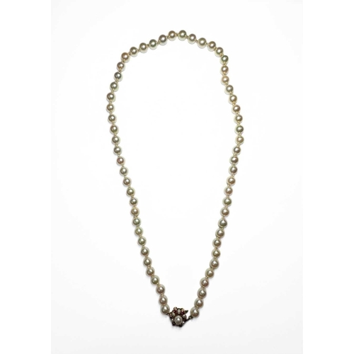 203 - A cultured pearl single-strand necklace, with 9ct gold ruby and pearl cluster clasp, pearls measure ... 