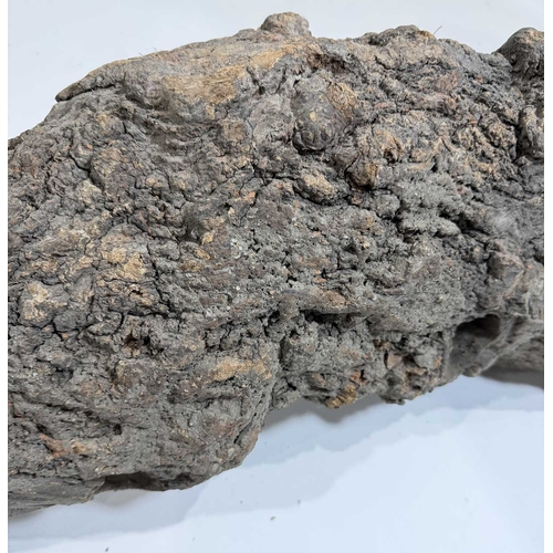 205 - A West Nepalese animist guardian figure, Humla region, a tree root with a smoothly carved portion to... 