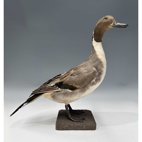 277 - Taxidermy: an adult male Northern Pintail Duck (Anas acuta), late 19th century, prepared standing on... 