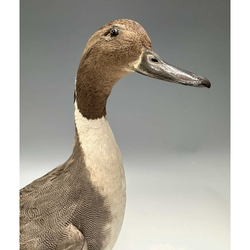 277 - Taxidermy: an adult male Northern Pintail Duck (Anas acuta), late 19th century, prepared standing on... 