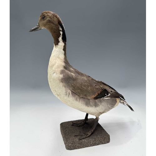 277 - Taxidermy: an adult male Northern Pintail Duck (Anas acuta), late 19th century, prepared standing on... 