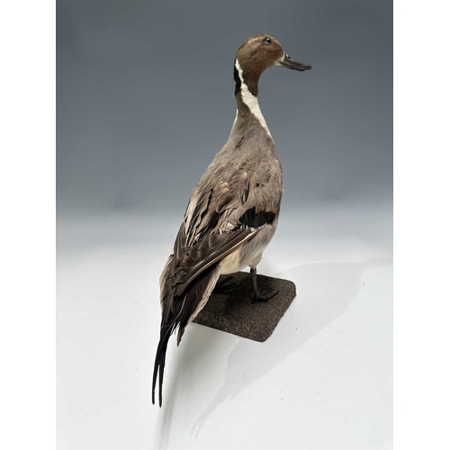 277 - Taxidermy: an adult male Northern Pintail Duck (Anas acuta), late 19th century, prepared standing on... 