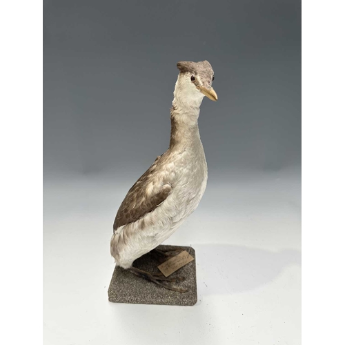 Lot 278       