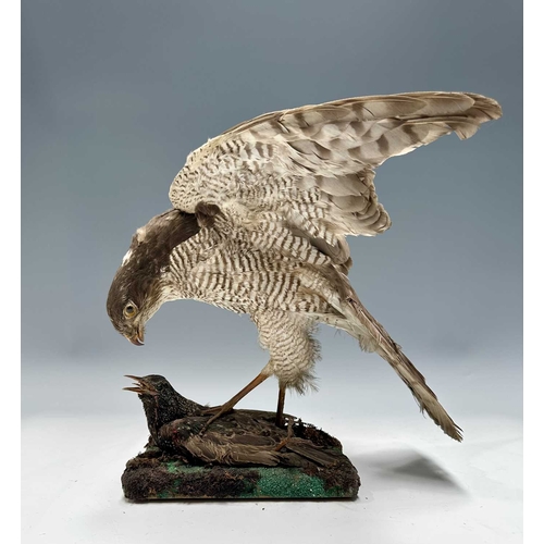 279 - Taxidermy: a Sparrowhawk (Accipiter nisus) predating a Starling (Sturnus vulgaris), Victorian/late 1... 