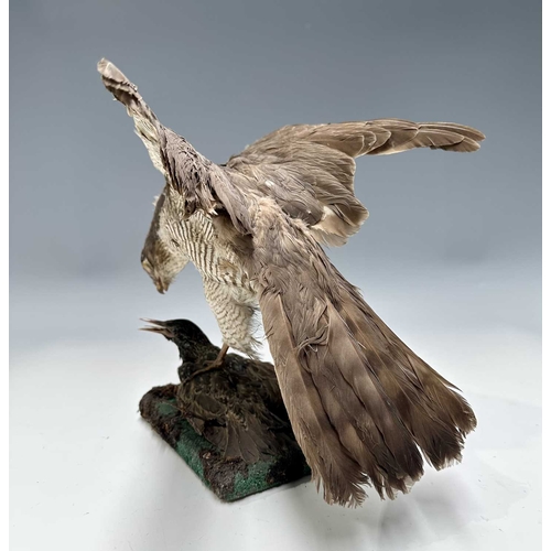279 - Taxidermy: a Sparrowhawk (Accipiter nisus) predating a Starling (Sturnus vulgaris), Victorian/late 1... 
