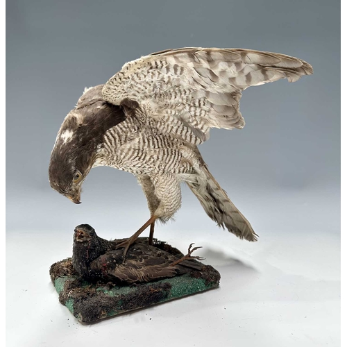 279 - Taxidermy: a Sparrowhawk (Accipiter nisus) predating a Starling (Sturnus vulgaris), Victorian/late 1... 