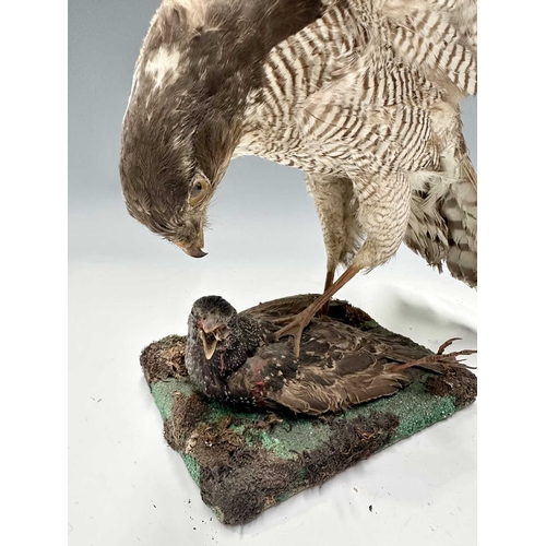 279 - Taxidermy: a Sparrowhawk (Accipiter nisus) predating a Starling (Sturnus vulgaris), Victorian/late 1... 
