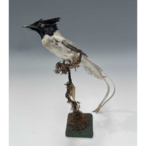 Lot 281       
