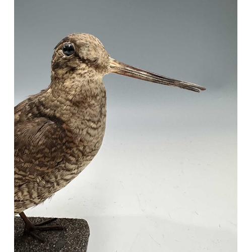 282 - Taxidermy: a Woodcock (Scolopax), Victorian/late 19th century, prepared standing on a gravel-covered... 