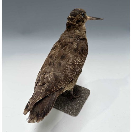 282 - Taxidermy: a Woodcock (Scolopax), Victorian/late 19th century, prepared standing on a gravel-covered... 