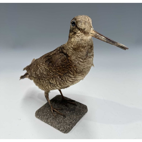282 - Taxidermy: a Woodcock (Scolopax), Victorian/late 19th century, prepared standing on a gravel-covered... 