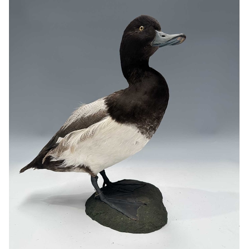 Lot 284       