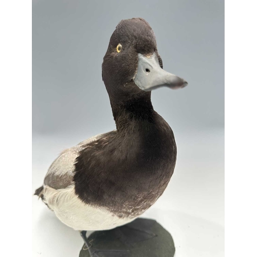 284 - Taxidermy: A Greater Scaup Duck (Aythya marila), late 19th/early 20th century, by Sheals, Naturalist... 