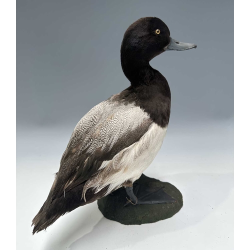 284 - Taxidermy: A Greater Scaup Duck (Aythya marila), late 19th/early 20th century, by Sheals, Naturalist... 