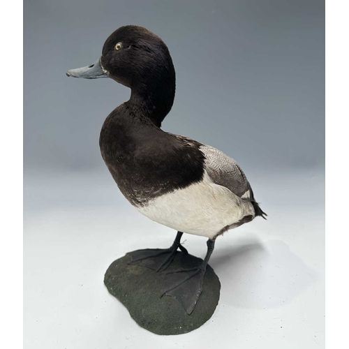 284 - Taxidermy: A Greater Scaup Duck (Aythya marila), late 19th/early 20th century, by Sheals, Naturalist... 