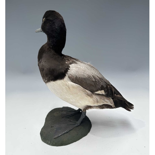 284 - Taxidermy: A Greater Scaup Duck (Aythya marila), late 19th/early 20th century, by Sheals, Naturalist... 