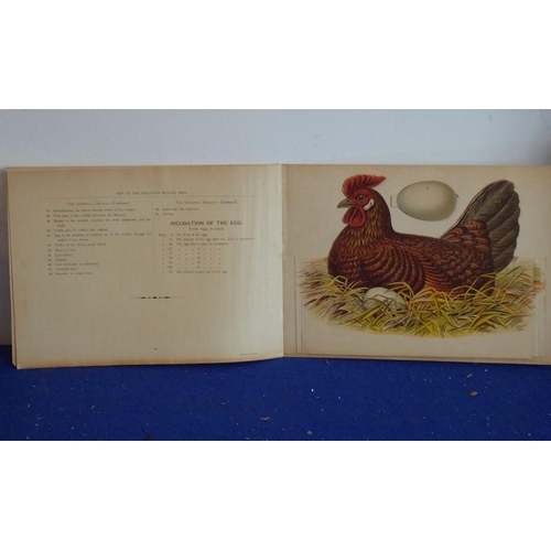 769 - Vinton's Live stock models No.7 Anatomical Model of the Hen