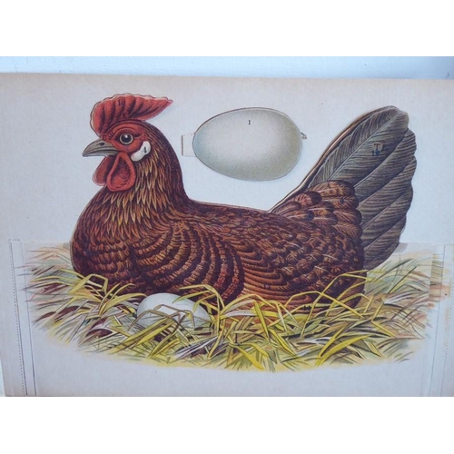 769 - Vinton's Live stock models No.7 Anatomical Model of the Hen