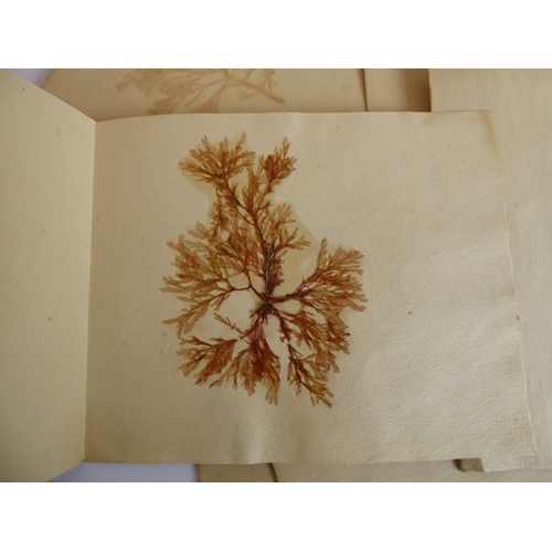 394 - Eighty-six pressed seaweed specimens; probably late 19th century, each within folded paper covers (8... 