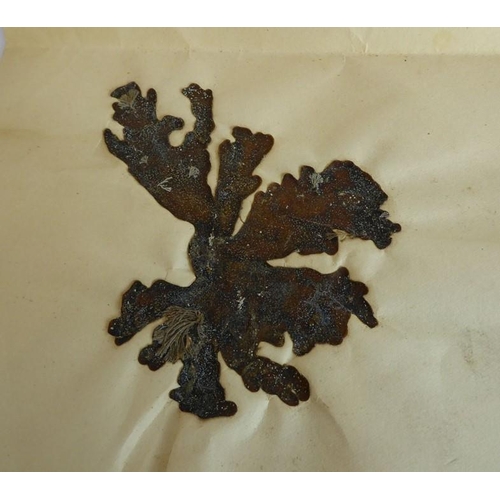 394 - Eighty-six pressed seaweed specimens; probably late 19th century, each within folded paper covers (8... 