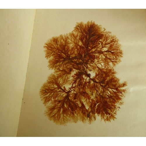 394 - Eighty-six pressed seaweed specimens; probably late 19th century, each within folded paper covers (8... 