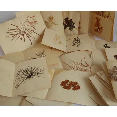 394 - Eighty-six pressed seaweed specimens; probably late 19th century, each within folded paper covers (8... 