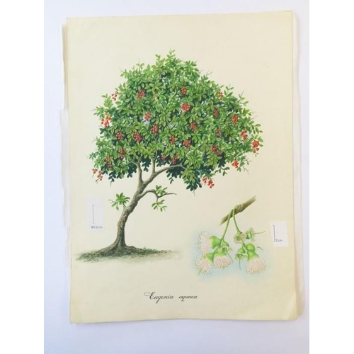 538 - MOHAMED ANWAR - The original artwork for ‘A Garden of Eden – Plant Life in South-East Asia’ by Wendy... 