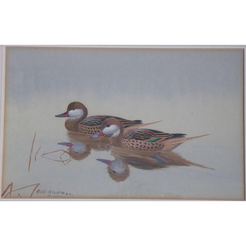 540 - Philip Rickman (1891-1982) - Signed study of a pair of Bahama Pintail. Watercolour and gouache, 6 ¾ ... 