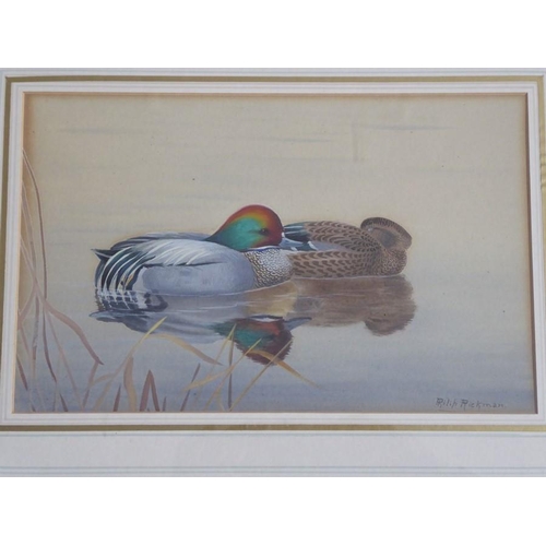 541 - Philip Rickman (1891-1982) - Signed study of a pair of falcated teal. Watercolour and gouache, 6 ¾ x... 