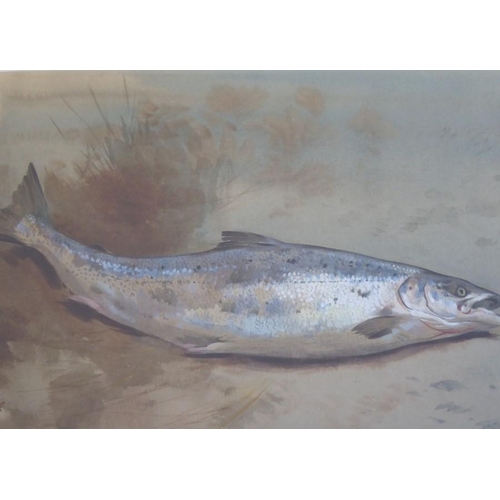 548 - Archibald Thorburn FZS (1860 – 1935), Study of a Salmon upon a River Bank, Signed & dated April 20th... 