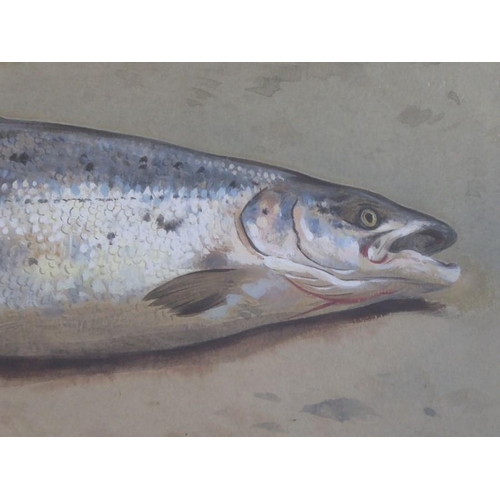 548 - Archibald Thorburn FZS (1860 – 1935), Study of a Salmon upon a River Bank, Signed & dated April 20th... 