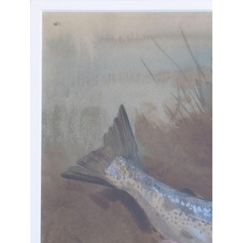 548 - Archibald Thorburn FZS (1860 – 1935), Study of a Salmon upon a River Bank, Signed & dated April 20th... 