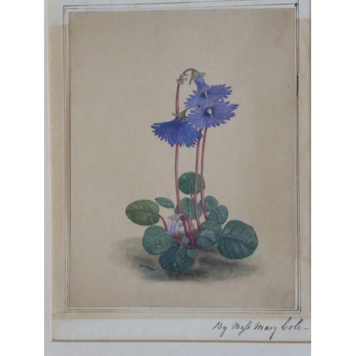 563 - Miss MARY COLE (c. 1815) - watercolour study, 'Anemones'; signed in the margin lower right, later pa... 