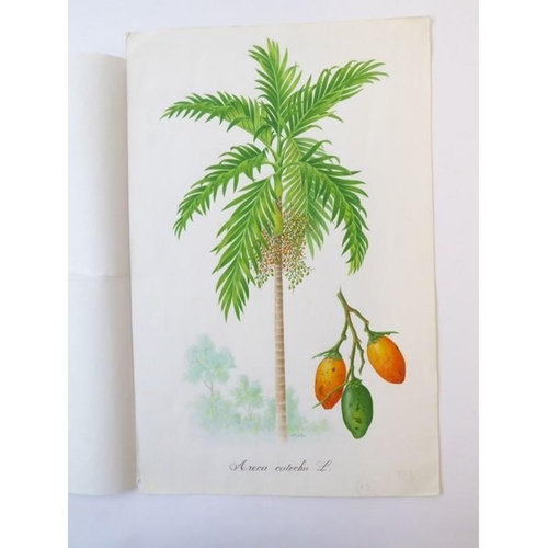 572 - MOHAMED ANWAR - The original artwork for ‘Riches of the Rain Forest - Trees and Fruits of the Indone... 