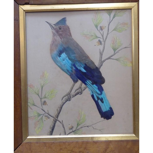 590 - English School c.1900, A Series of three Ornothological Studies inc. Blue-bellied Roller, Spotted Nu... 