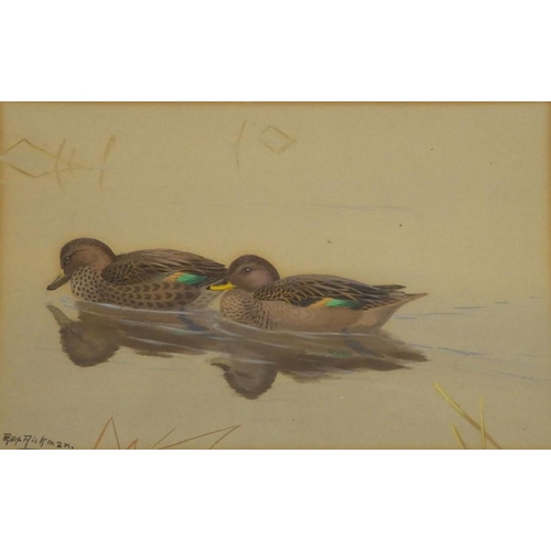 601 - Philip Rickman (1891- 1982) - signed study of a pair of Chilean Teal. Watercolour and gouache, 6 ¾ x... 