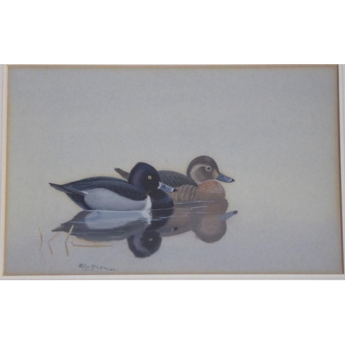 604 - Philip Rickman (1891-1982) - Signed study of a pair of ring-necked duck. Watercolour and gouache, 6 ... 