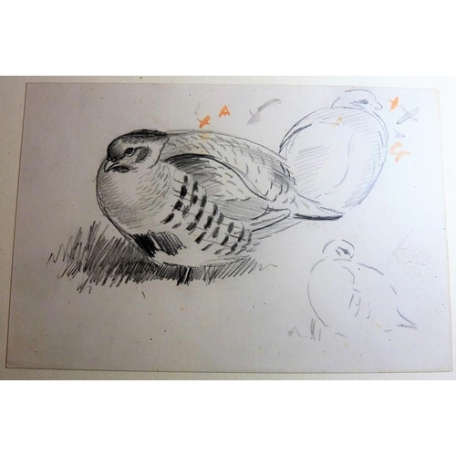 667 - PHILIP RICKMAN (1891-1982) - 'Bird Paintings and Sketches'. A large part-leather-bound folio contain... 