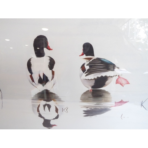 620 - After Colin Woolf - a study of a pair of Shelduck on water. Giclee print.
(CONDITION REPORT: Conditi... 